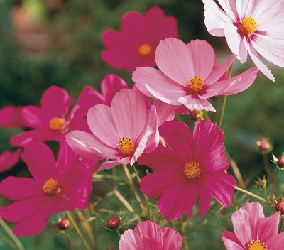Picture of Global Cosmos Flower - 15 pcs Seeds
