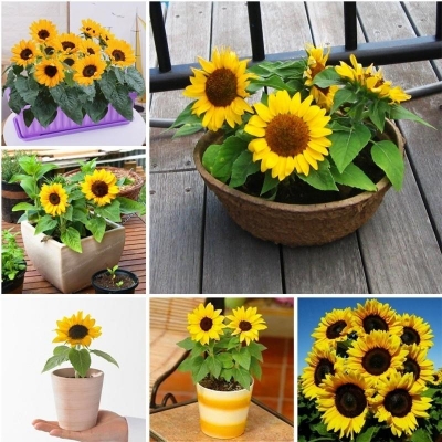 Picture of Hybrid TNAU SUF-7 Global Sunflower Bonsai Seeds - 20 Pcs