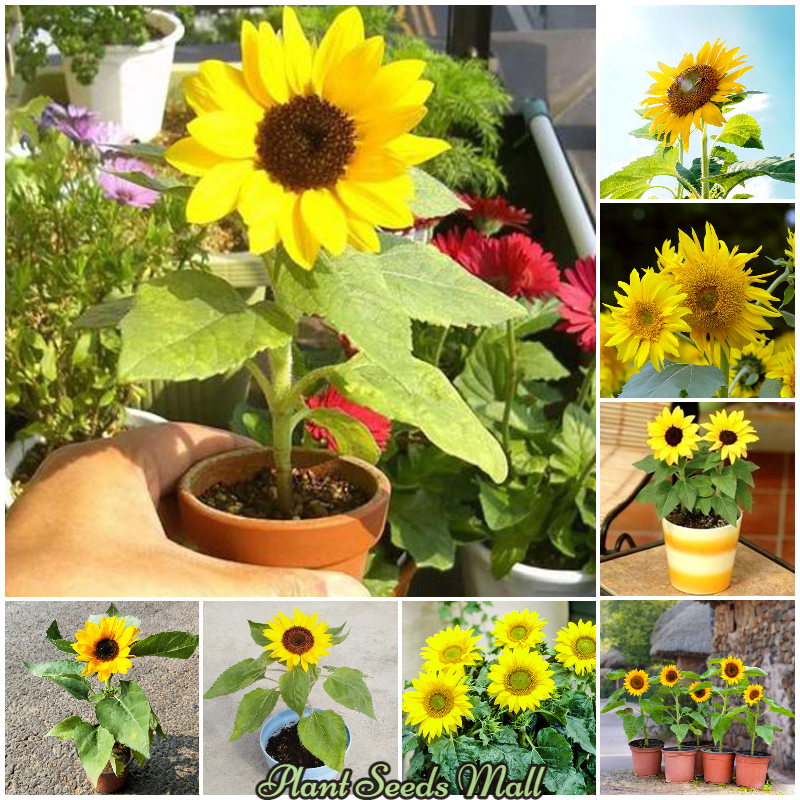 Picture of 20pcs Bonsai Sunflower Hybrid  F2 seeds