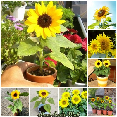 Picture of 20pcs Bonsai Sunflower Hybrid  F2 seeds