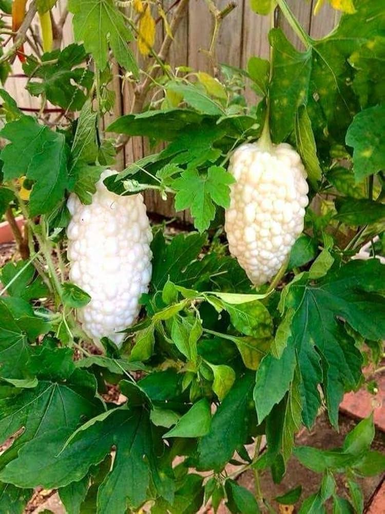 Picture of Imported organic white karala vagetable  10 pics seeds
