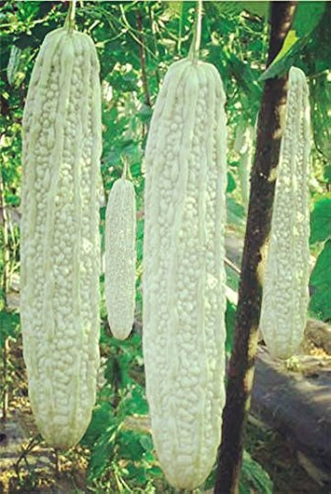 Picture of Imported organic white karala vagetable  10 pics seeds