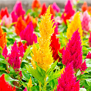 Picture of Global Mixed Celosia Flower Seeds - 20 pcs " seeds