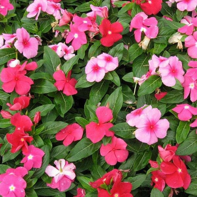 Picture of Noyontara Flower Seeds - 20pcs Mix Color Seeds