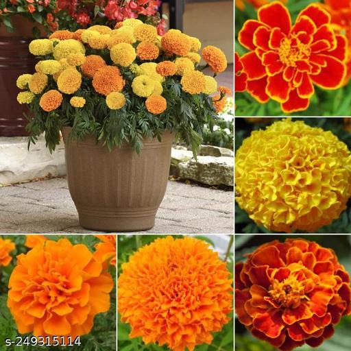 Picture of Hybrid f2 Mix Marigold flower 25 pcs seeds