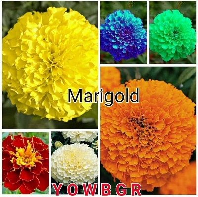 Picture of Hybrid f2 Mix Marigold flower 25 pcs seeds