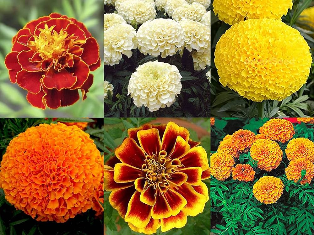 Picture of Hybrid f2 Mix Marigold flower 25 pcs seeds