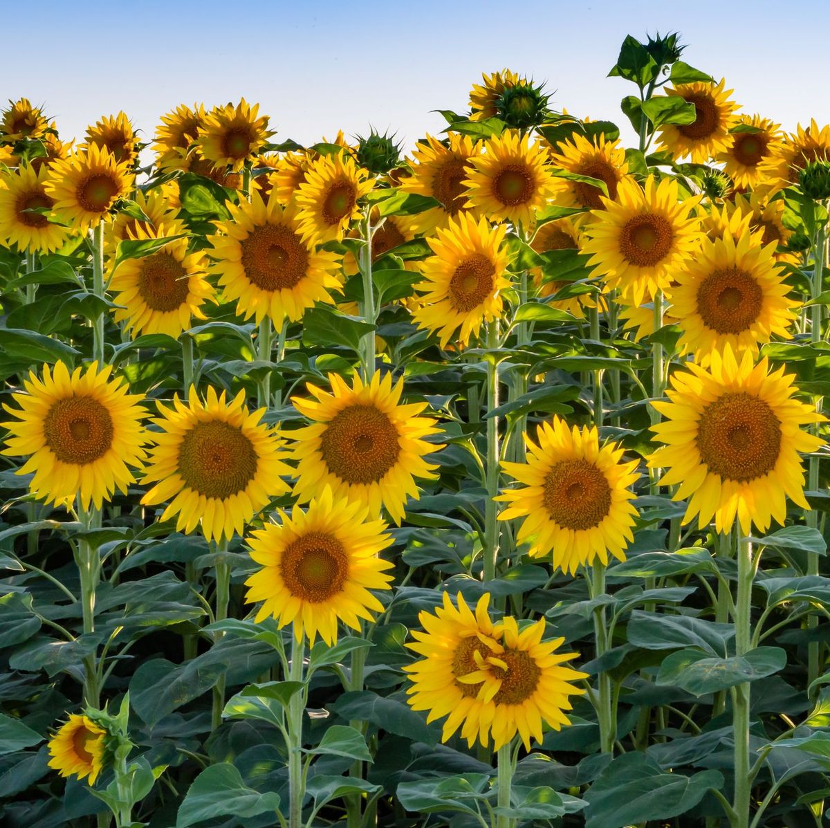 Picture of Global hybrid f1 Sunflower Seed -20 pcs seeds