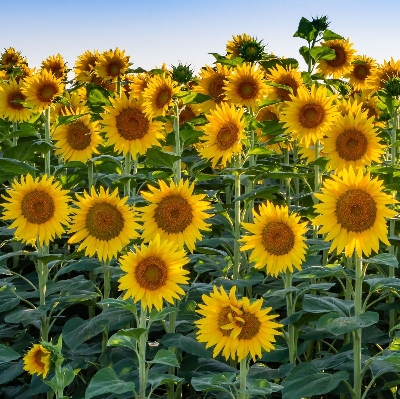 Picture of Global hybrid f1 Sunflower Seed -20 pcs seeds