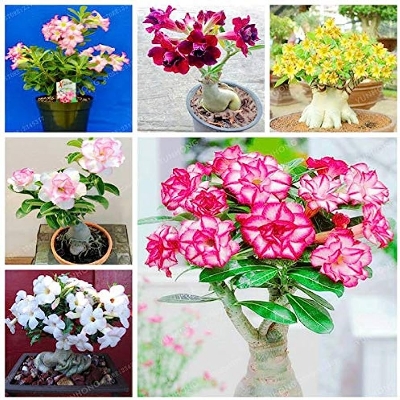 Picture of Bonsai Multicolor single Petal Adenium Obseum Seeds - 5pcs