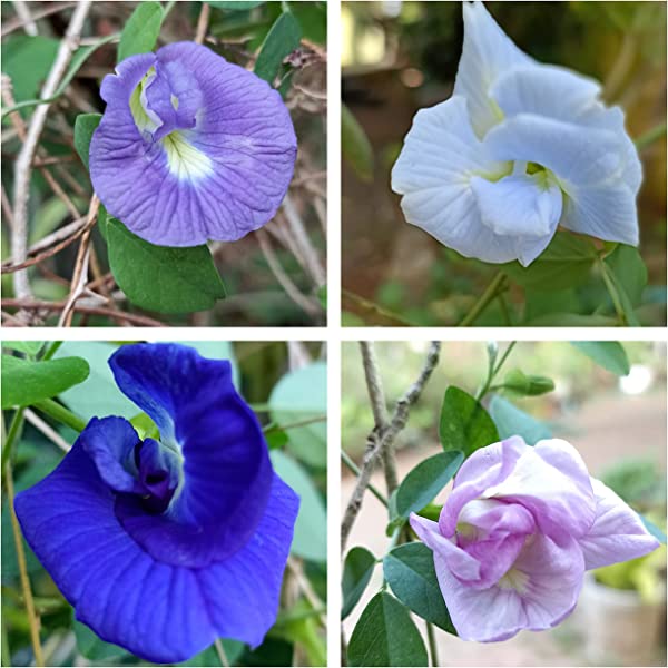 Picture of Global Four Colour mix Aparajita Flowers seed 10 pcs SeedS