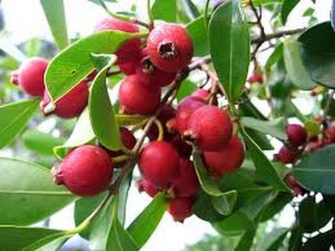 Picture of Global Red cherry guava 25 pcs seeds