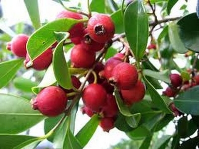 Picture of Global Red cherry guava 25 pcs seeds