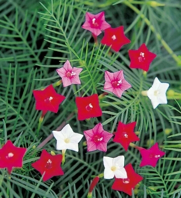 Picture of All Season global Kunjo Flower SeedS - 10 pcs Seed - 3 Color Mix