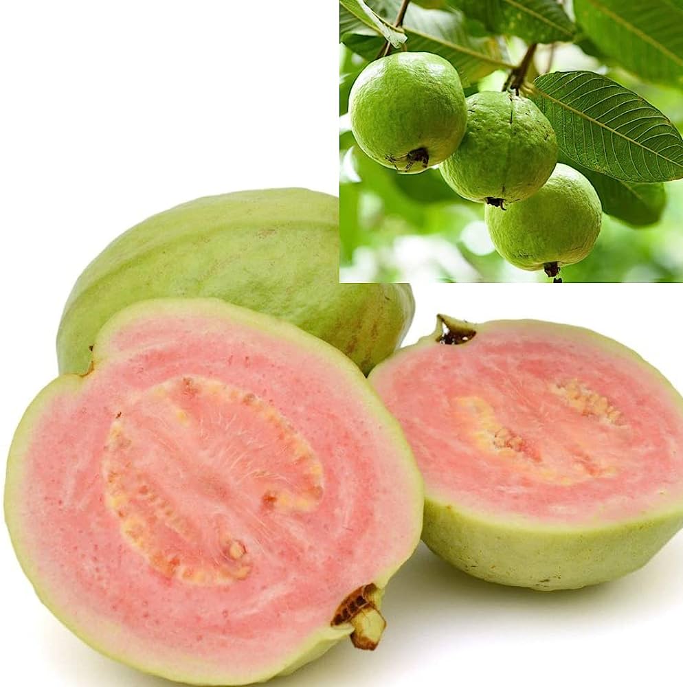 Picture of 25 Pcs Seeds Thai 7 Guava Seed - 25 Pcs Seeds