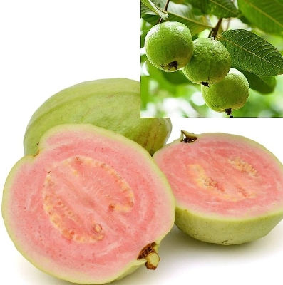 Picture of 25 Pcs Seeds Thai 7 Guava Seed - 25 Pcs Seeds