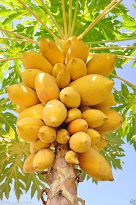 Picture of All Season Global Yollow Papaya  -10 pcs seeds