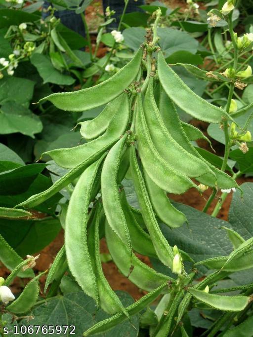 Picture of All Season Deshi sweet Bean 10 pcs seeds