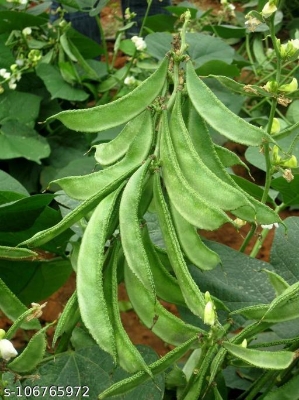 Picture of All Season Deshi sweet Bean 10 pcs seeds