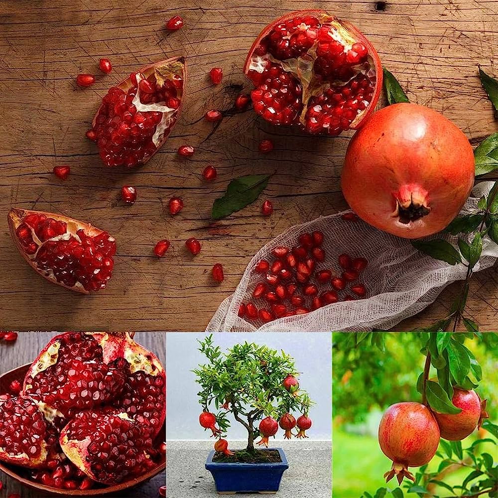 Picture of Global Red Sweet Vedana Fruit Bonsai Seeds - 15 Pcs Seeds