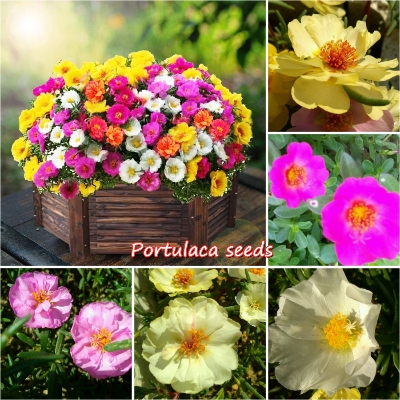 Picture of Global mix Portulaca Flower 40pcs Seeds