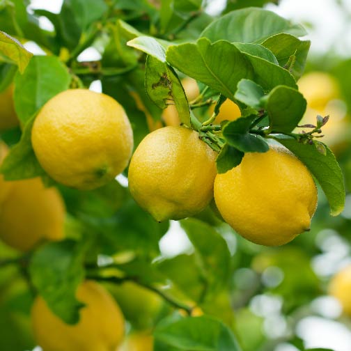 Picture of Bonsai Dwarf Lemon Tree Seeds - 10 Pcs SeedS