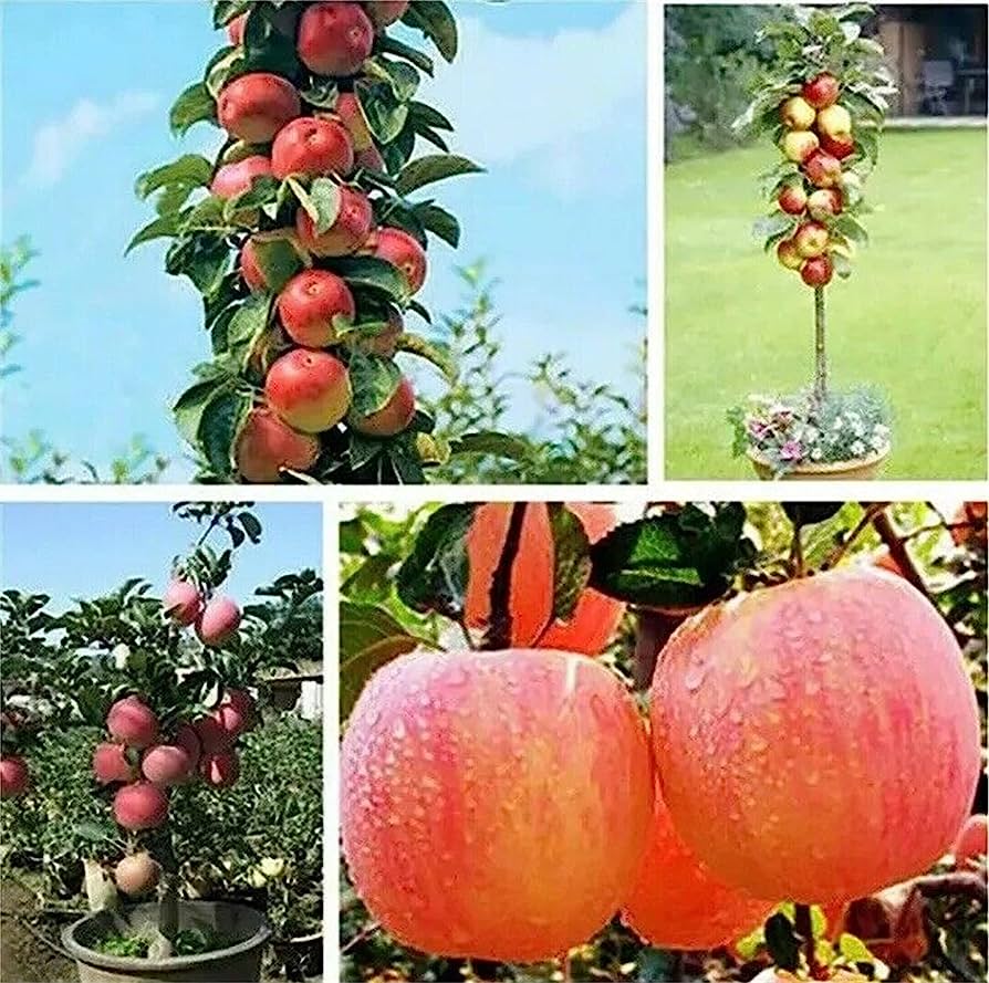 Picture of Bonsai Apple Fruit Tree Seeds -15 Pcs Seeds