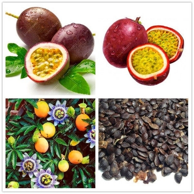 Picture of Bonsai Giant Sweet Passion Fruit 15 pcs Seeds