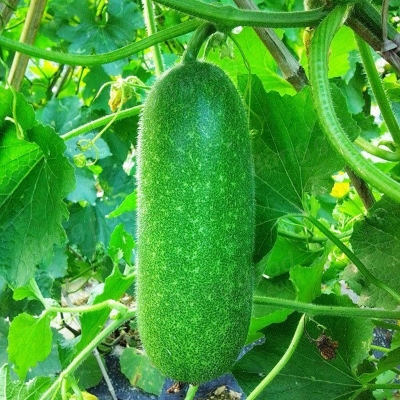 Picture of All Season Organic Chalkumra Seeds - 20 Pcs Seeds