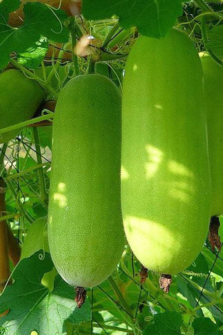 Picture of All Season Organic Chalkumra Seeds - 20 Pcs Seeds