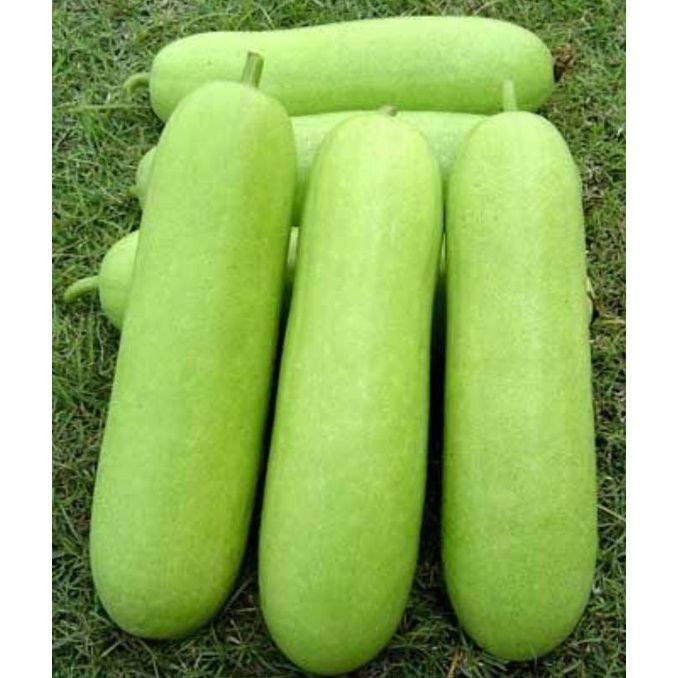 Picture of All Season Organic Chalkumra Seeds - 20 Pcs Seeds