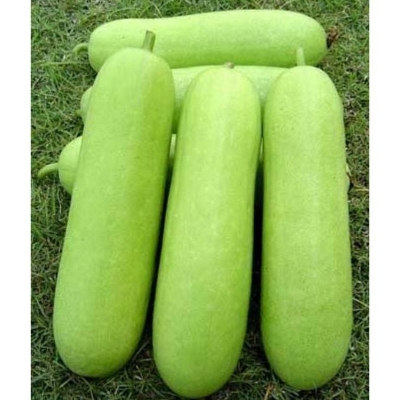 Picture of All Season Organic Chalkumra Seeds - 20 Pcs Seeds