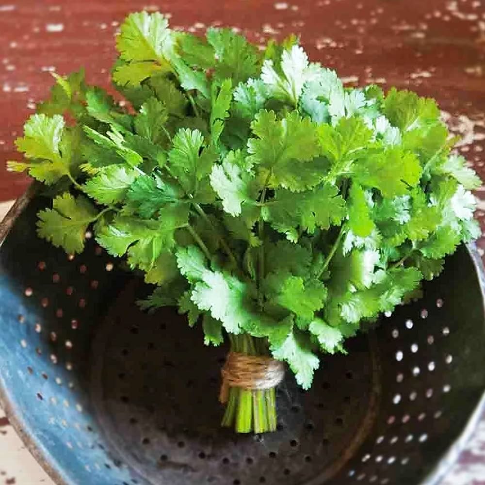 Picture of All Season Hybrid Coriander 50 pcs seeds
