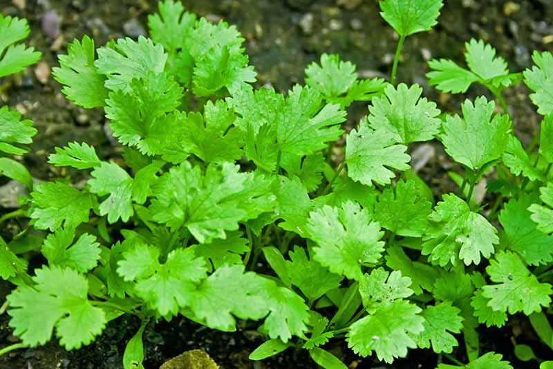 Picture of All Season Hybrid Coriander 50 pcs seeds