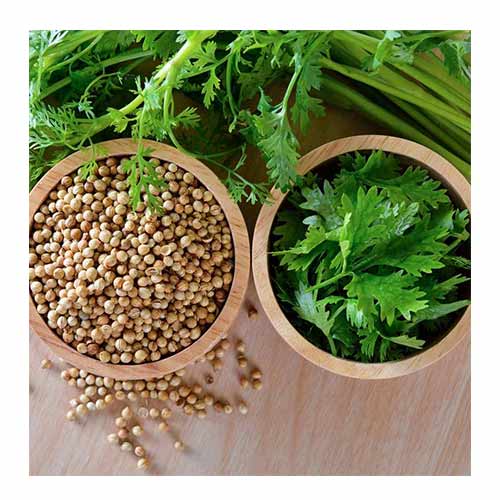 Picture of All Season Hybrid Coriander 50 pcs seeds