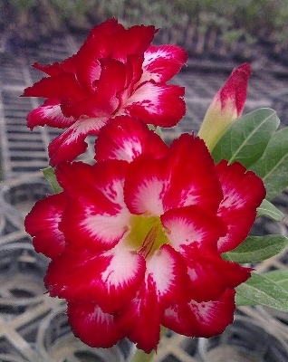 Picture of Duble Red Petal Adenium Seeds 3 PiceS Seeds