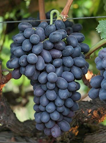 Picture of Global Black Rubi20 Pcs Grape Seeds