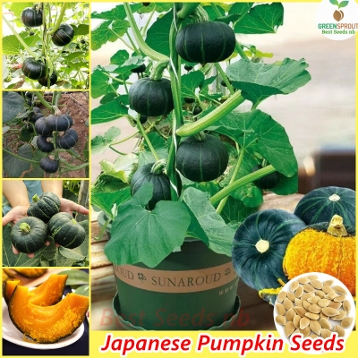 Picture of Japanese small sweet Pumpkin 10pcs seeds