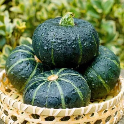 Picture of Japanese small sweet Pumpkin 10pcs seeds