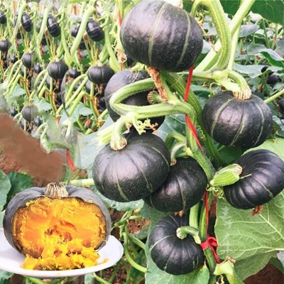 Picture of Japanese small sweet Pumpkin 10pcs seeds