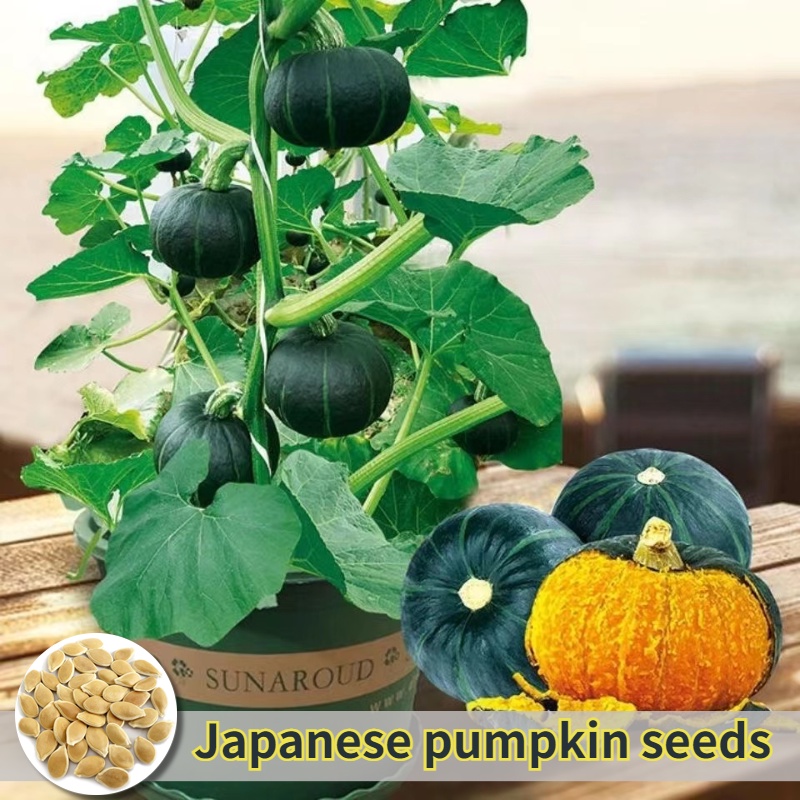 Picture of Japanese small sweet Pumpkin 10pcs seeds