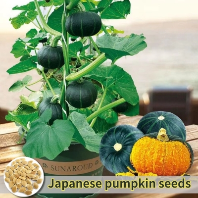 Picture of Japanese small sweet Pumpkin 10pcs seeds