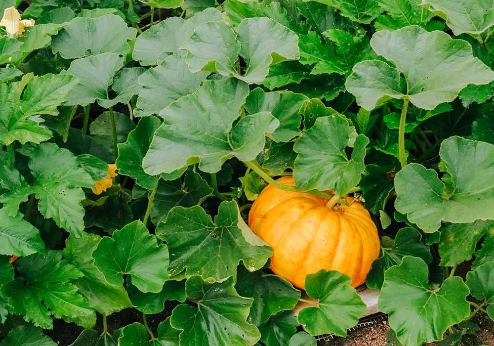 Picture of 10 Pcs Natural Big Max Hybrid Pumpkin Seeds (Seeds) - 10 Pcs Seeds