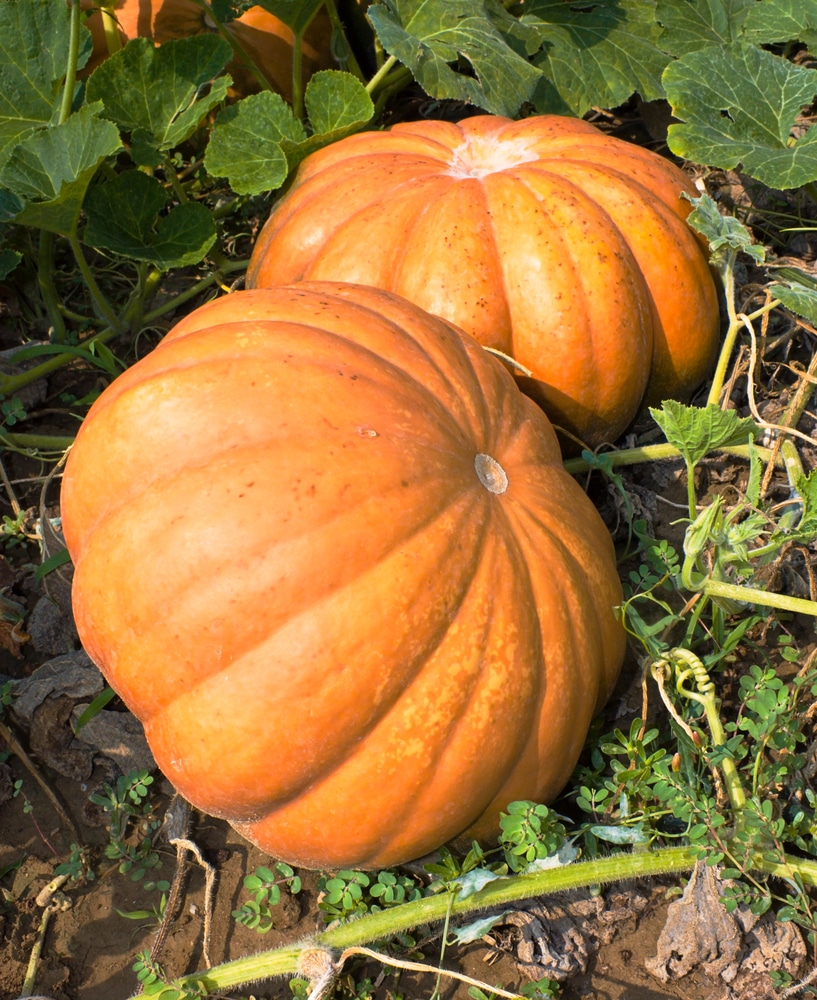 Picture of 10 Pcs Natural Big Max Hybrid Pumpkin Seeds (Seeds) - 10 Pcs Seeds