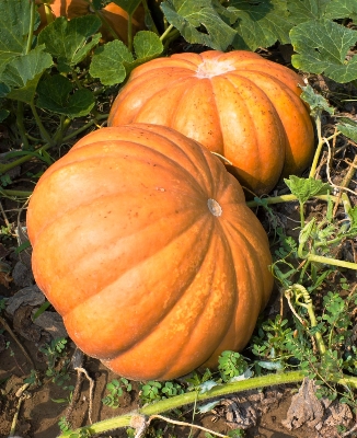 Picture of 10 Pcs Natural Big Max Hybrid Pumpkin Seeds (Seeds) - 10 Pcs Seeds