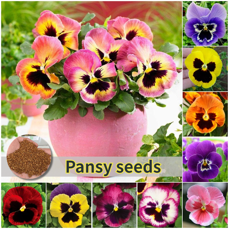 Picture of Global mix Pansy-Swiss Giant Mix color Flowers Seeds 30 pices seeds