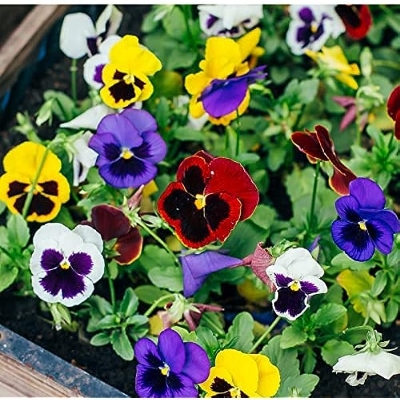 Picture of Global mix Pansy-Swiss Giant Mix color Flowers Seeds 30 pices seeds