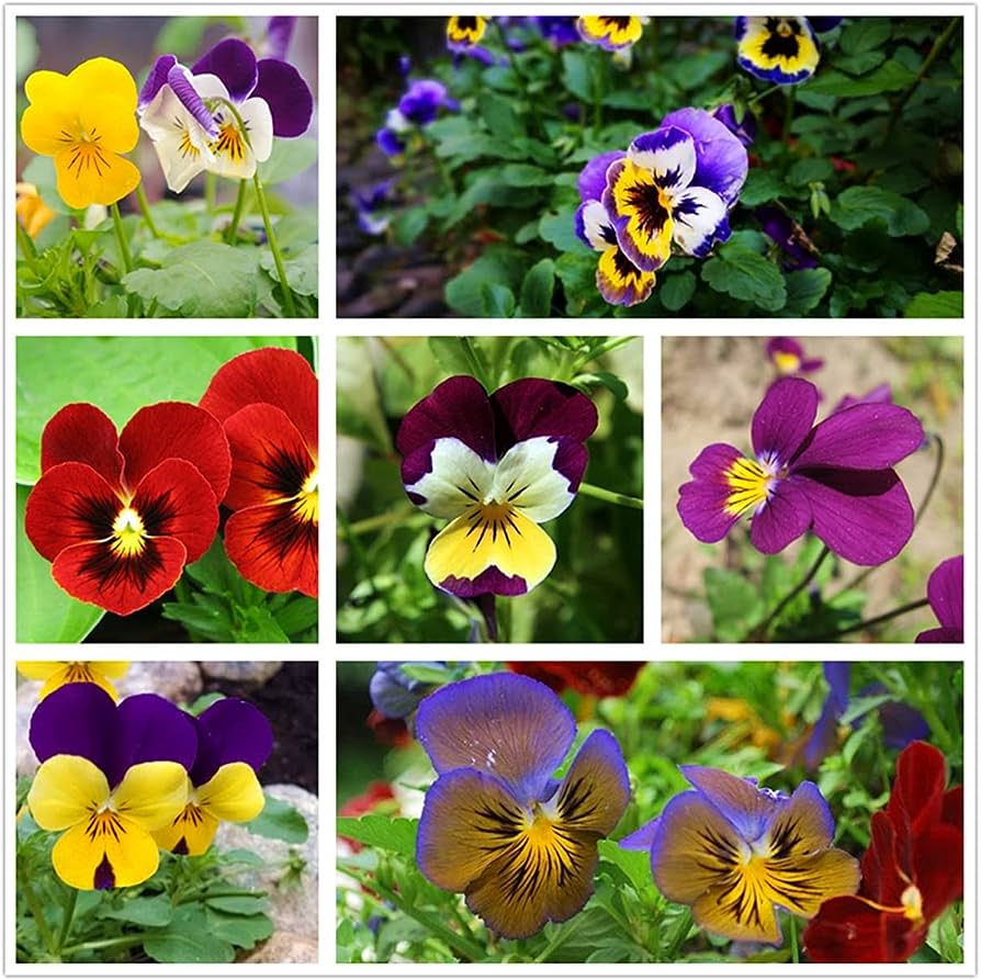 Picture of Global mix Pansy-Swiss Giant Mix color Flowers Seeds 30 pices seeds