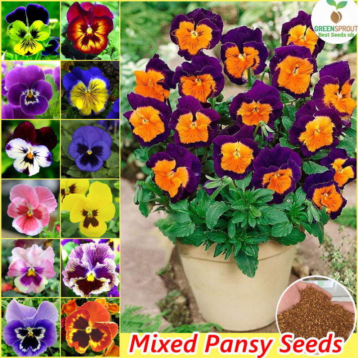 Picture of Global mix Pansy-Swiss Giant Mix color Flowers Seeds 30 pices seeds