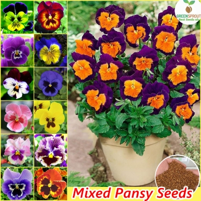 Picture of Global mix Pansy-Swiss Giant Mix color Flowers Seeds 30 pices seeds